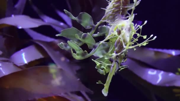 Leafy Seadragon Phycodurus Eques Swims Saltwater Aquarium Usa — Stock Video