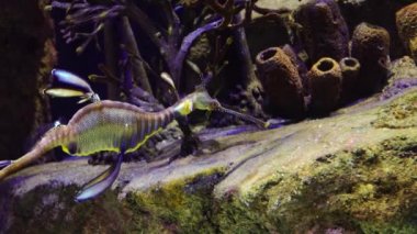 Weedy seadragon (Phyllopteryx taeniolatus) yiyecek aramak için suda yüzer.