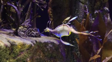 Weedy seadragon (Phyllopteryx taeniolatus) yiyecek aramak için suda yüzer.