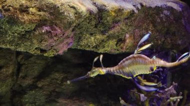 Weedy seadragon (Phyllopteryx taeniolatus) yiyecek aramak için suda yüzer.
