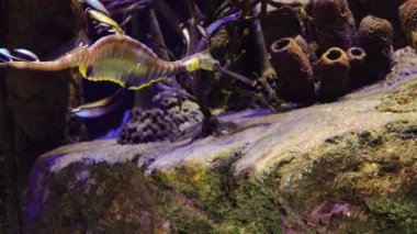 Weedy seadragon (Phyllopteryx taeniolatus) yiyecek aramak için suda yüzer.