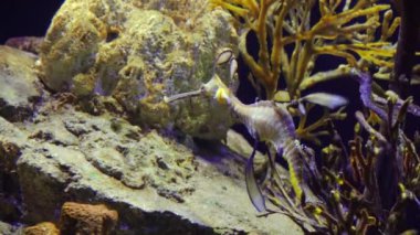 Weedy seadragon (Phyllopteryx taeniolatus) yiyecek aramak için suda yüzer.