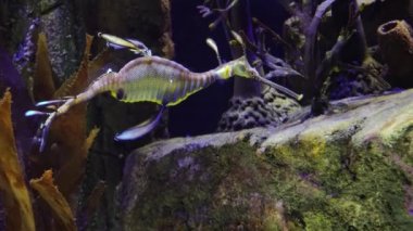 Weedy seadragon (Phyllopteryx taeniolatus) yiyecek aramak için suda yüzer.
