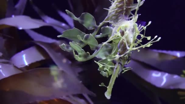 Nadadeiras Leafy Seadragon Phycodurus Eques Aquário Água Salgada Eua — Vídeo de Stock