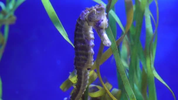 Hippocampe Nage Dans Aquarium Marin Tenant Queue Sur Les Algues — Video