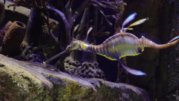 Plevel Mořský Phyllopteryx Taeniolatus Plave Vodě Hledá Potravu — Stock video