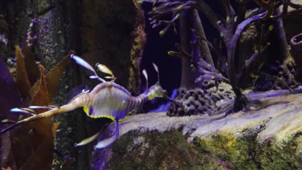 Weedy Seadragon Phyllopteryx Taeniolatus Schwimmt Auf Der Suche Nach Nahrung — Stockvideo