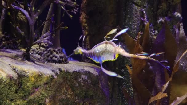 Weedy Seadragon Phyllopteryx Taeniolatus Swims Water Search Food — Stock Video