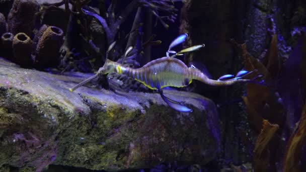 贪婪的海德拉贡 Phyllopteryx Taeniolatus 在水里游泳以寻找食物 — 图库视频影像