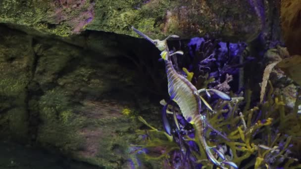 Weedy Seadragon Phyllopteryx Taeniolatus Swims Water Search Food — Stock Video