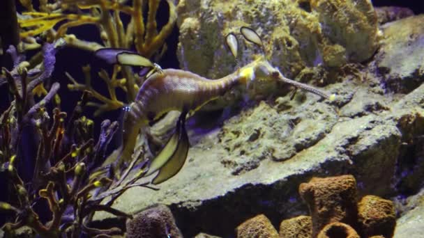 Plevel Mořský Phyllopteryx Taeniolatus Plave Vodě Hledá Potravu — Stock video