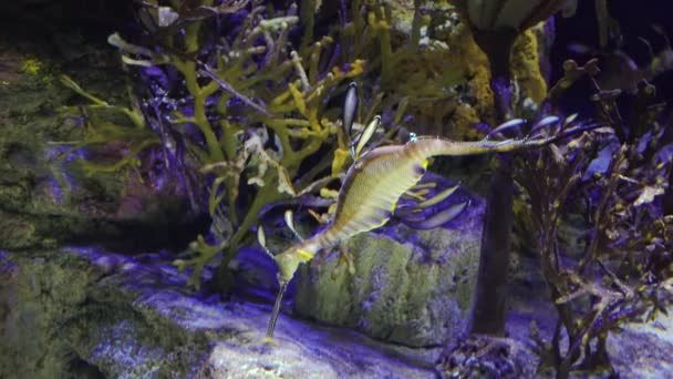 Weedy Seadragon Phyllopteryx Taeniolatus Κολυμπά Στο Νερό Αναζήτηση Τροφής — Αρχείο Βίντεο