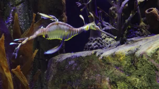 Weedy Seadragon Phyllopteryx Taeniolatus Zwemt Het Water Zoek Naar Voedsel — Stockvideo