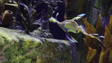 Weedy seadragon (Phyllopteryx taeniolatus) yiyecek aramak için suda yüzer.