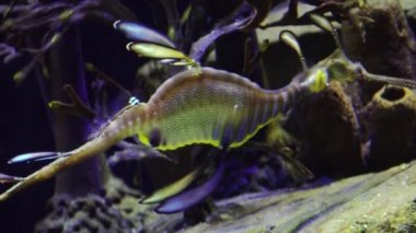Weedy seadragon (Phyllopteryx taeniolatus) yiyecek aramak için suda yüzer.