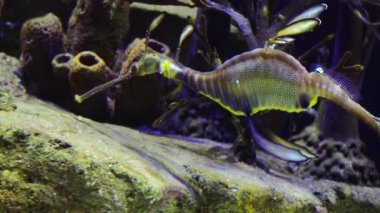 Weedy seadragon (Phyllopteryx taeniolatus) yiyecek aramak için suda yüzer.