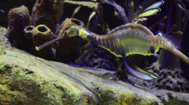 Weedy seadragon (Phyllopteryx taeniolatus) yiyecek aramak için suda yüzer.