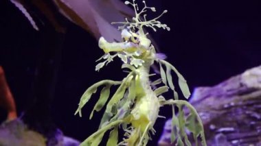 Yapraklı Seadragon (Phycodurus eques), ABD 'nin tuzlu su akvaryumunda yüzer.