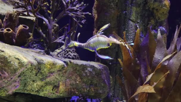 Weedy Seadragon Phyllopteryx Taeniolatus Swims Water Search Food — 비디오