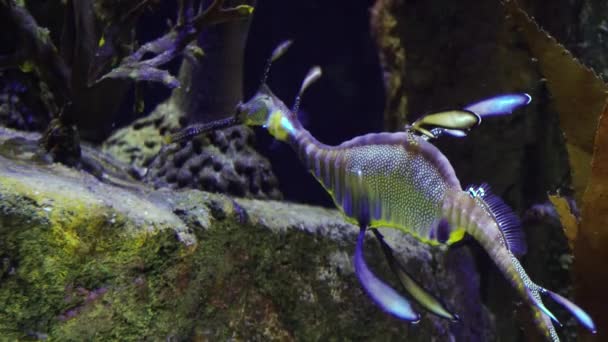 Seadragón Débil Phyllopteryx Taeniolatus Oscila Agua Busca Alimentos — Vídeos de Stock