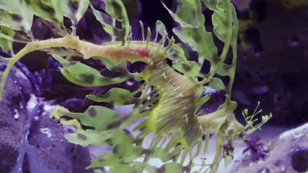 Bladverliezende Zeehond Phycodurus Eques Zwemt Een Zoutwater Aquarium Usa — Stockvideo