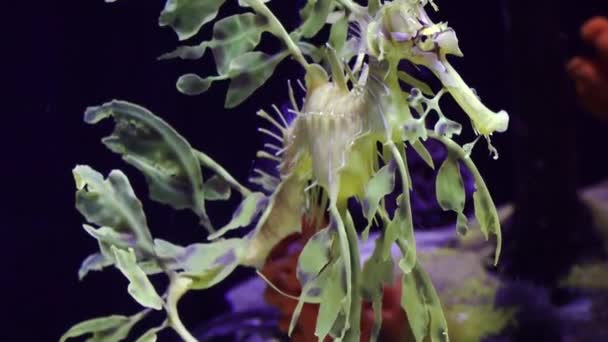 Nadadeiras Leafy Seadragon Phycodurus Eques Aquário Água Salgada Eua — Vídeo de Stock