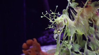 Yapraklı Seadragon (Phycodurus eques), ABD 'nin tuzlu su akvaryumunda yüzer.