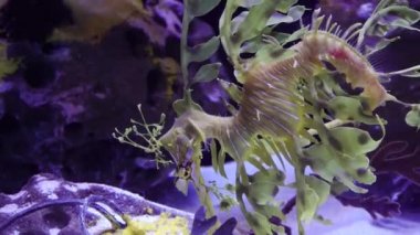 Yapraklı Seadragon (Phycodurus eques), ABD 'nin tuzlu su akvaryumunda yüzer.
