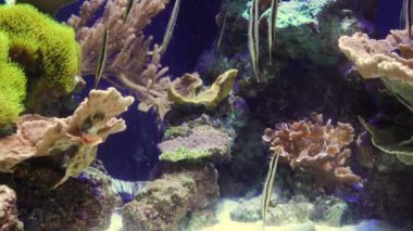 Karides balığı (Aeoliscus strigatus), tuzlu su akvaryumunda baş aşağı yüzer. Stephen Birch Akvaryum Müzesi, ABD