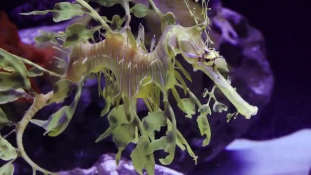 Nadadeiras Leafy Seadragon Phycodurus Eques Aquário Água Salgada Eua — Vídeo de Stock