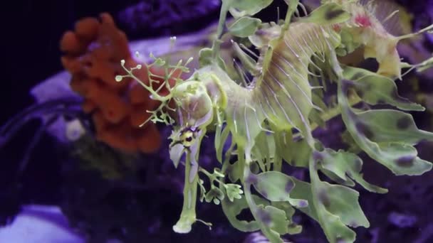 Leafy Seadragon Phycodurus Eques Simmar Ett Saltvattensakvarium Usa — Stockvideo