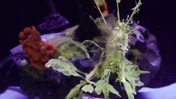 アメリカ合衆国の海水水族館でのリーフ シードラゴン フィコデュラス エクィーズ の泳ぎ — ストック動画