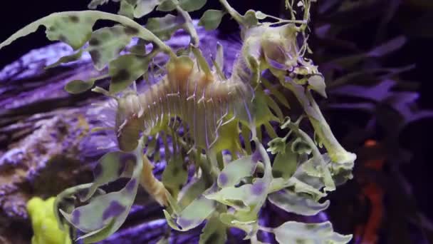 アメリカ合衆国の海水水族館でのリーフ シードラゴン フィコデュラス エクィーズ の泳ぎ — ストック動画