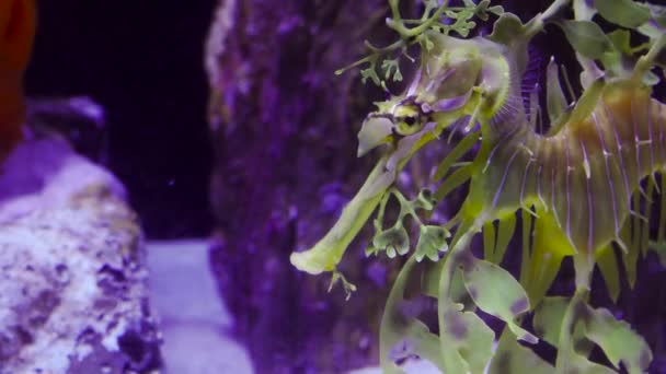 Leafy Seadragon Phycodurus Eques Swims Saltwater Aquarium Usa — Stock Video