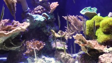 Karides balığı (Aeoliscus strigatus), tuzlu su akvaryumunda baş aşağı yüzer. Stephen Birch Akvaryum Müzesi, ABD