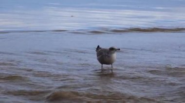 Pasifik Okyanusu 'ndaki deniz kuşları. Martılar sörf bölgesindeki kumlu sahilde dinleniyor..