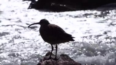 Whimbrel (Numenius phaeopus), arka planda okyanusla Kaliforniya sahilinde yürüyen deniz kuşu. ABD