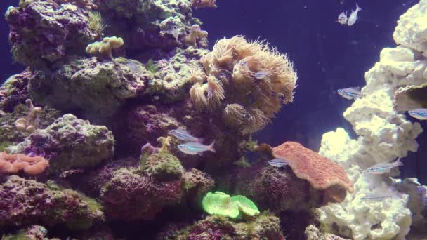 Akvárium Slanou Vodou Stephen Birch Aquarium Museum Usa — Stock video