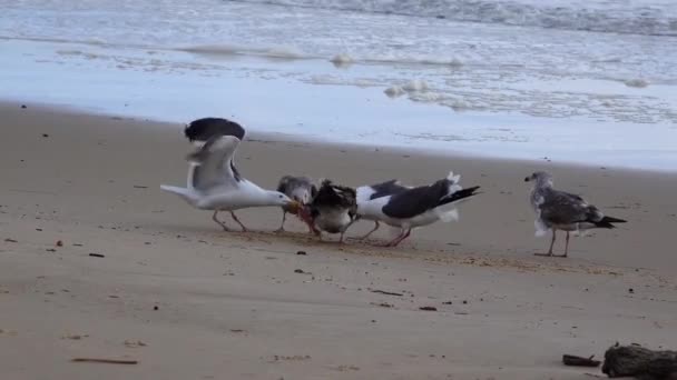 Uccelli Marini Sull Oceano Pacifico Gabbiani Stanno Lottando Cibo Sulla — Video Stock