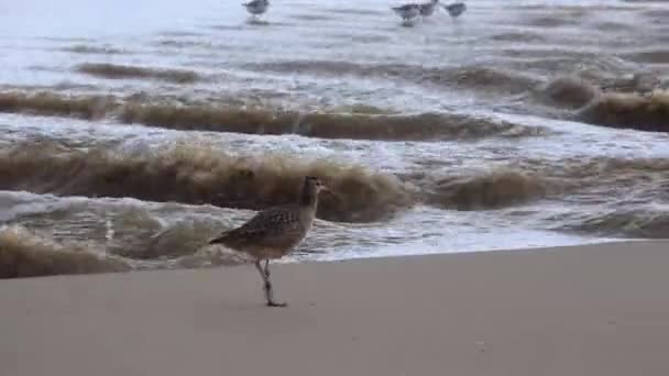 Whimbrel Numenius Phaeopus Havsfågel Promenader Stranden Kalifornien Med Havet Bakgrunden — Stockvideo