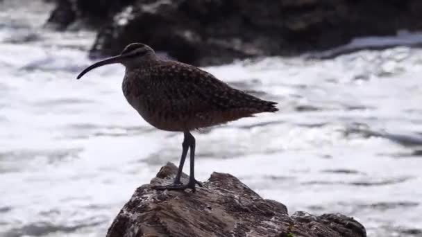 Whimbrel Numenius Phaeopus Seabird Walking Beach California Ocean Background Usa — Stock Video