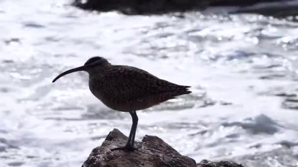 Whimbrel Numenius Phaeopus Uccelli Marini Che Camminano Sulla Spiaggia California — Video Stock