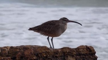 Whimbrel (Numenius phaeopus), arka planda okyanusla Kaliforniya sahilinde yürüyen deniz kuşu. ABD