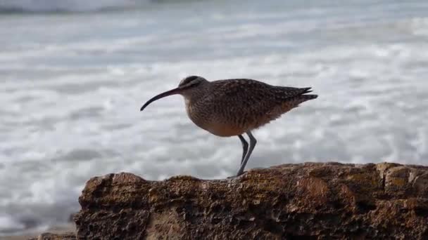 Whimbrel Numenius Phaeopus Ptak Morski Spacerujący Plaży Kalifornia Oceanem Tle — Wideo stockowe