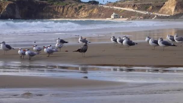 Sjöfåglar Stilla Havet Fiskmåsar Vilar Sandstranden Surfingzonen — Stockvideo