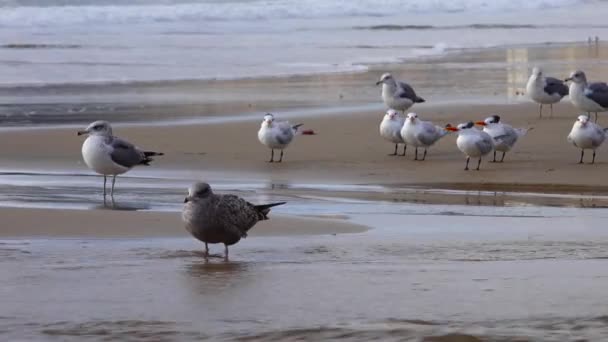 Ptaki Morskie Oceanie Spokojnym Mewy Spoczywają Piaszczystym Brzegu Strefie Surfingowej — Wideo stockowe