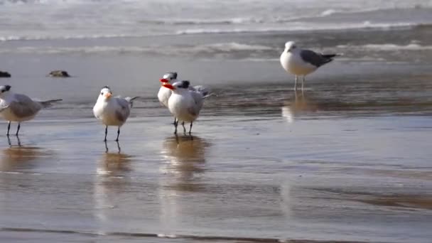 太平洋上の海鳥 波浪帯の砂浜にカモメが休んでいる — ストック動画