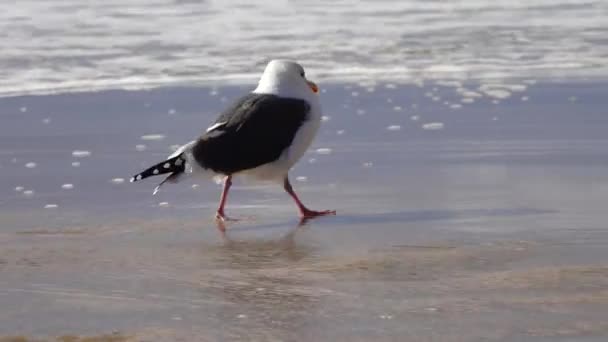 Sjöfåglar Stilla Havet Fiskmåsar Vilar Sandstranden Surfingzonen — Stockvideo
