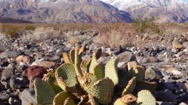 Kaliforniya Kaktüsü. Tavşan kulaklı dikenli armut (Opuntia microdasys), güneşte kızıla boyanmış çöl kışı.