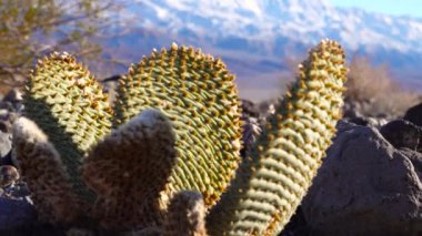 Kaliforniya Kaktüsü. Tavşan kulaklı dikenli armut (Opuntia microdasys), güneşte kızıla boyanmış çöl kışı.